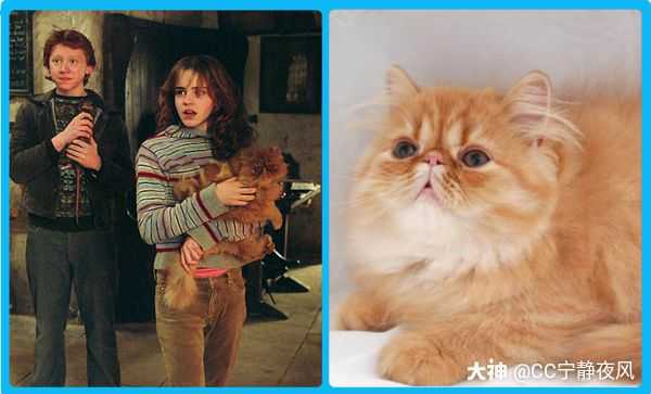 对角巷 哈利波特中赫敏的猫是什么品种_阴阳师 | 大神