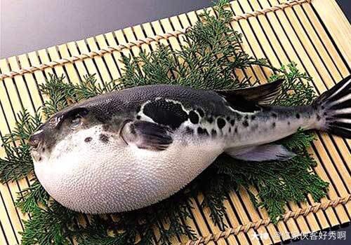 哈利波特魔药回顾—河豚】第102期:河豚河鲀鱼泛指硬骨鱼纲,_哈利波特