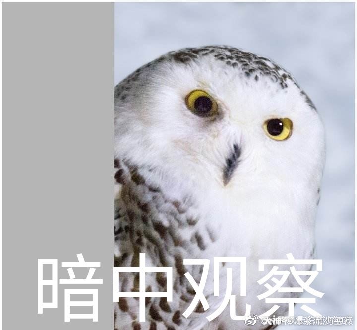 桔桔子古灵阁 好可爱的海德薇表情包_哈利波特魔法觉醒 | 大神