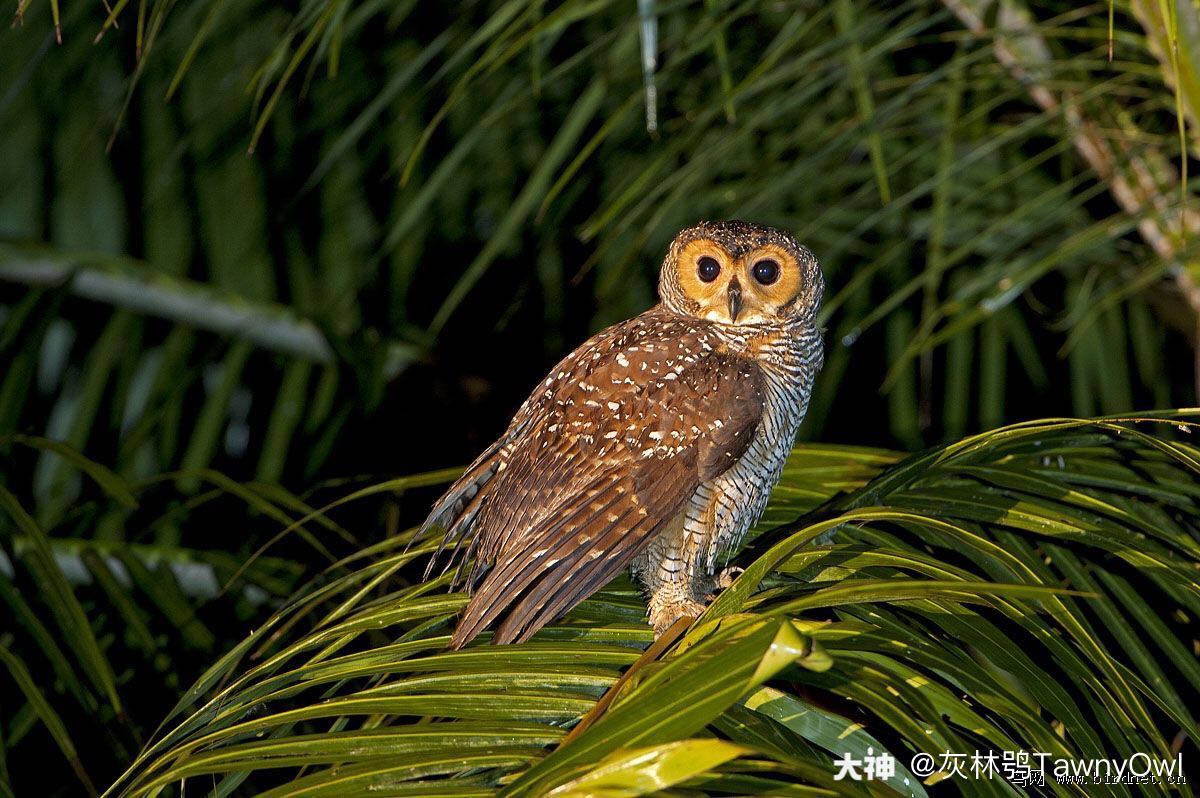 灰林鴞tawnyowl_灰林鴞tawnyowl的大神號_大神