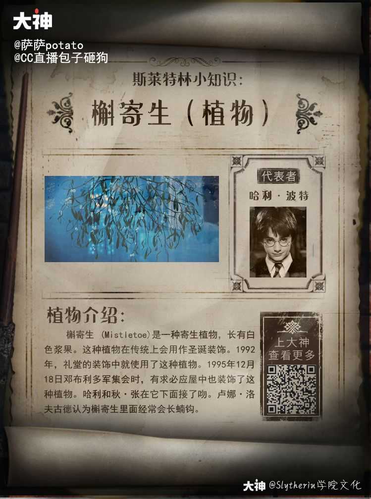 斯莱特林文化专栏草药课介绍与作用(十)槲寄生 (mistle_哈利波特魔法