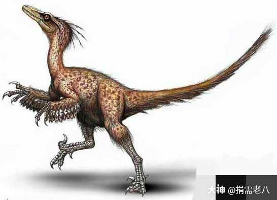 红石工作室《侏罗纪-龙骑士》 伤齿龙 身体较小的肉食性恐龙 _我的