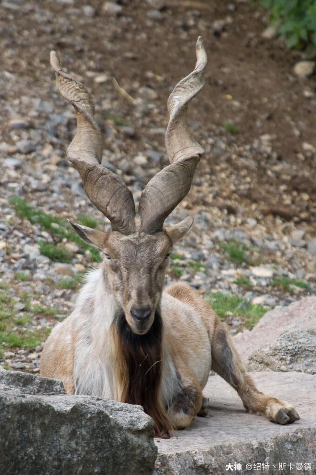 捻角山羊是体型最大的山羊 以那对卷曲的 螺旋形的大角而著称 哈利波特魔法觉醒 大神
