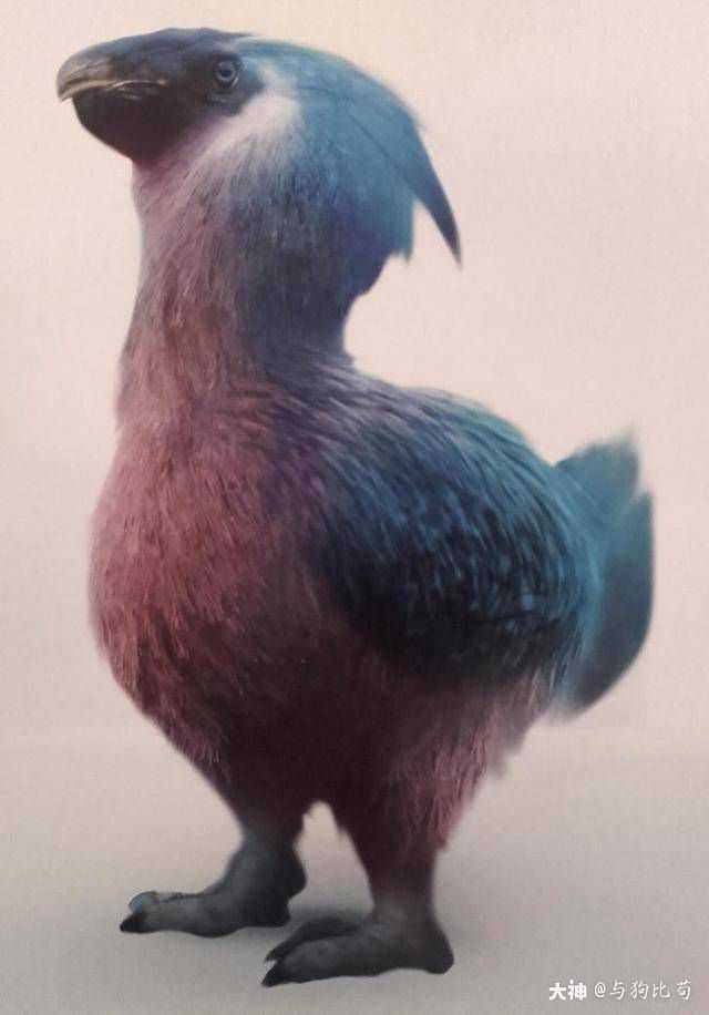 我的神奇动物 球遁鸟能力:善于逃跑_哈利波特魔法觉醒 | 大神