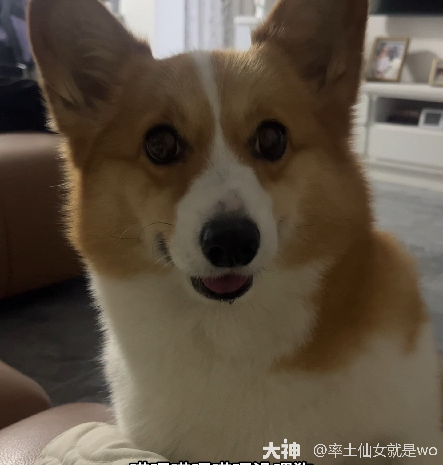 哎呀，没喂狗！ 昨天回家晚了..._率土之滨 | 大神
