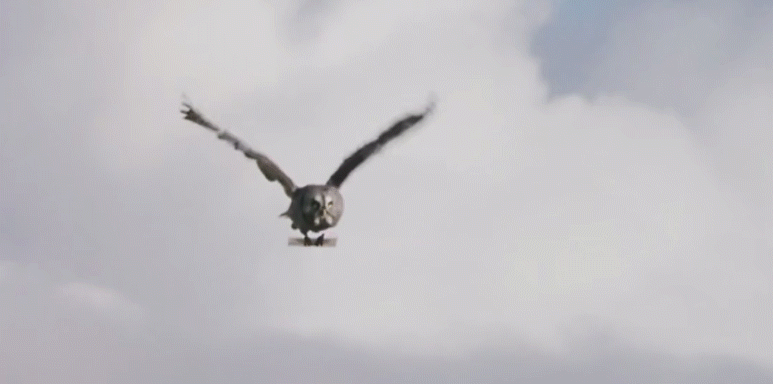 猫头鹰360度转头动图图片