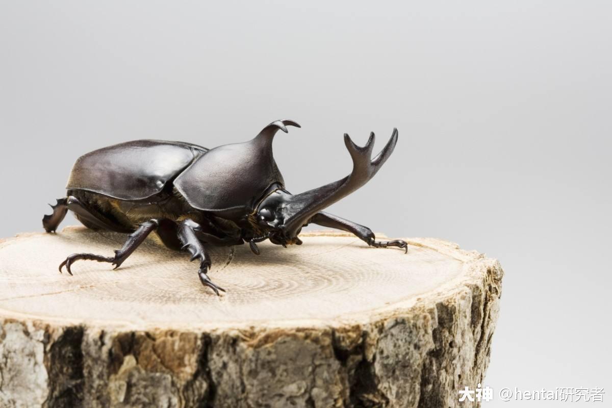 bug - rhinocebus,命名方式为bus(计算机用语总线) unicorn beetle(像