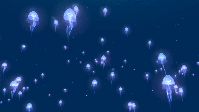 晶莹透明的水母状如深海罗伞,或是闪耀微弱冷光,或是携带飞虹光晕