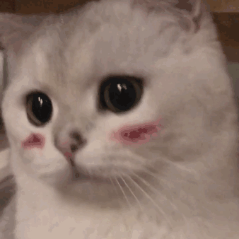 338_338gif 动态图 动图