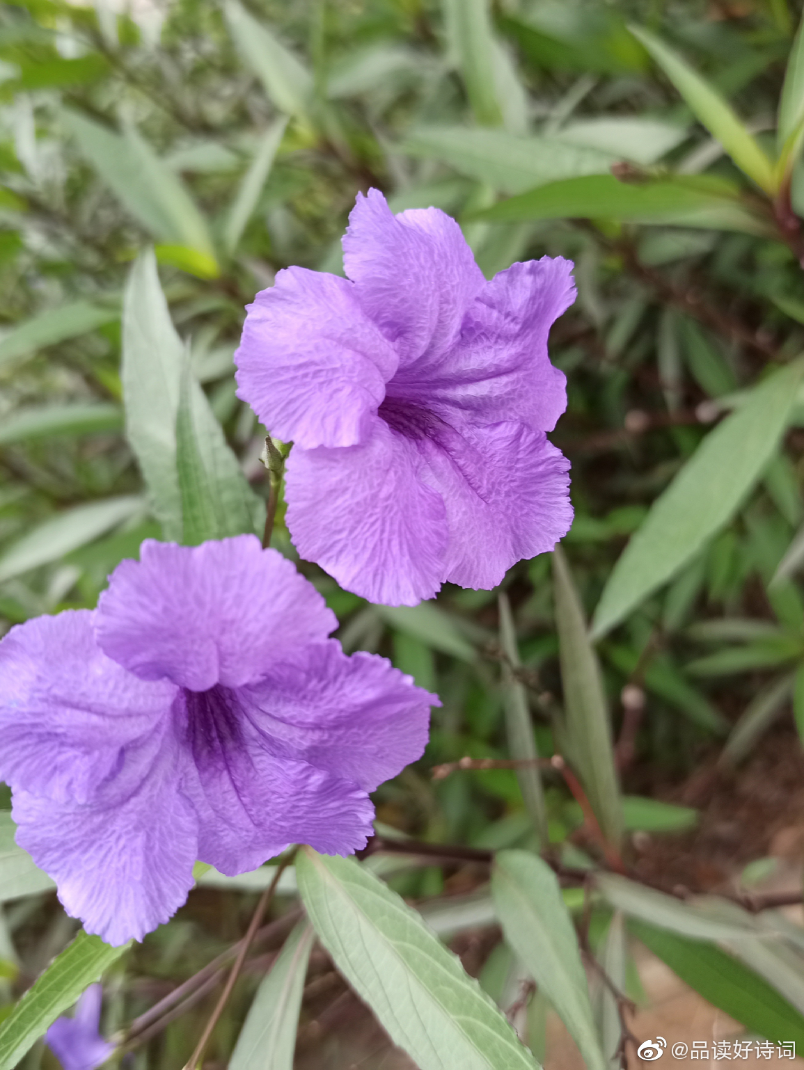蓝花草日日花新日日开 朝开暮落复朝开 清风蜂蝶来相伴 大神