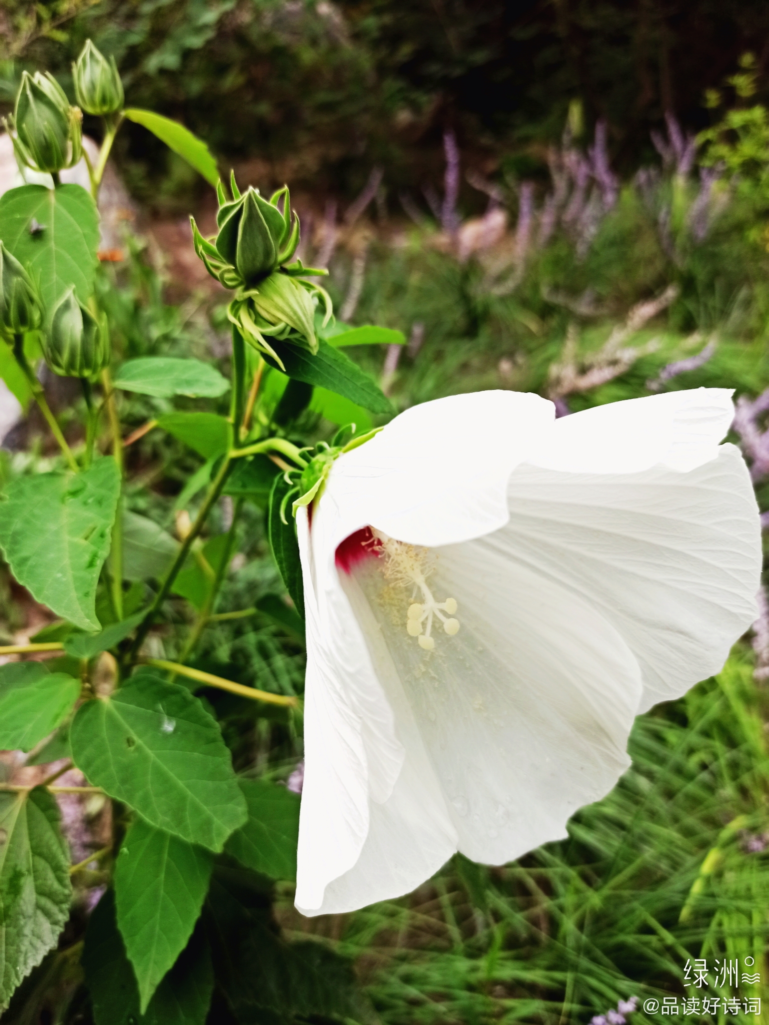 白色的芙蓉葵 白葵花(明.