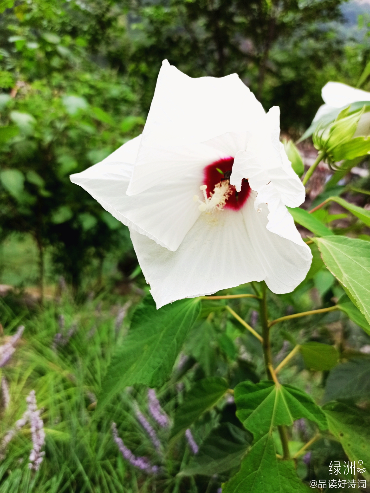 白色的芙蓉葵 白葵花(明.