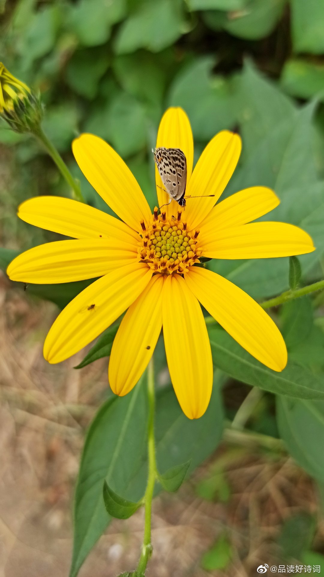 你知道这是什么花吗 菊芋 俗称洋姜 大神