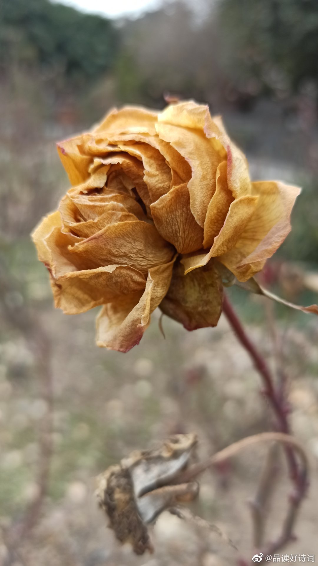 萼距花冬天枯了图片