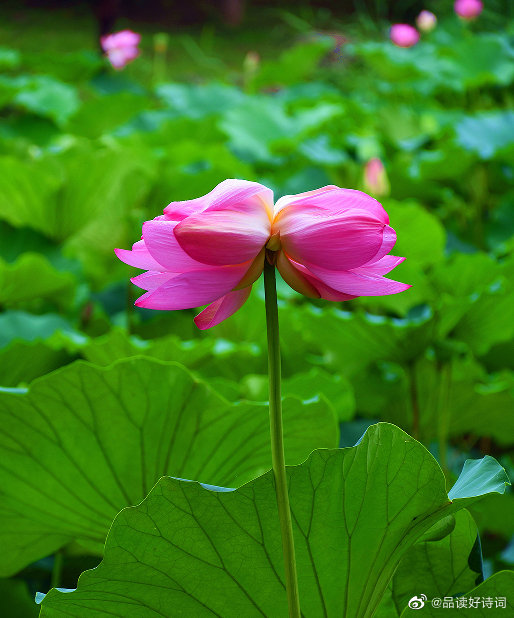 并蒂芙蓉-题蒋南沙相国画并蒂莲花 清-顾太清 水净风疏