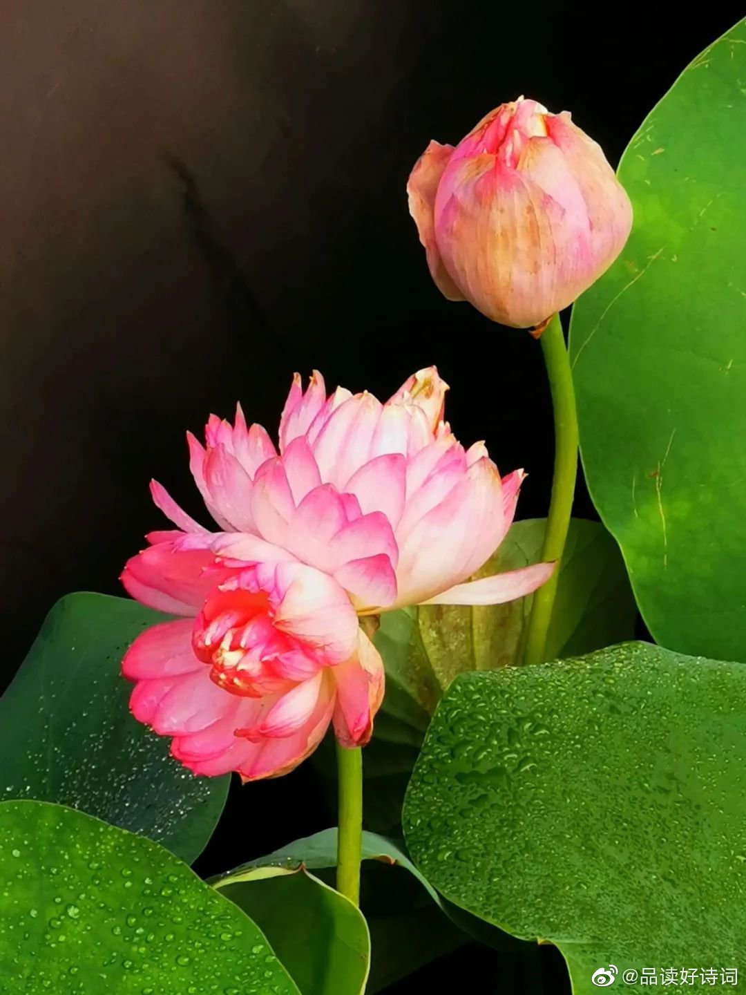 并蒂芙蓉-题蒋南沙相国画并蒂莲花 清-顾太清 水净风疏